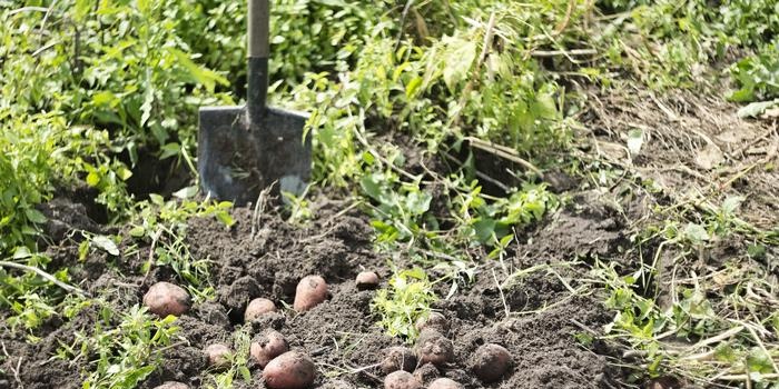 How to grow good potatoes