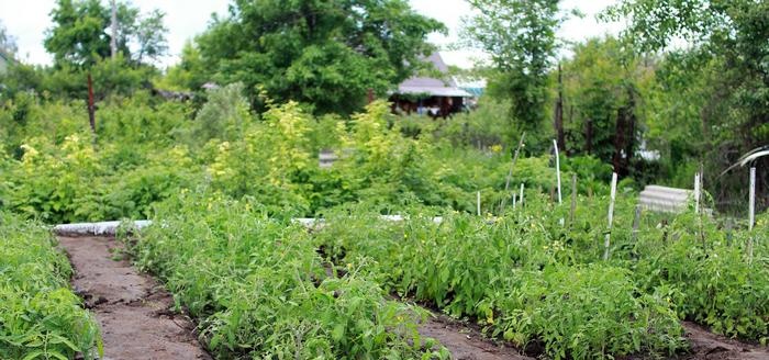 How to grow good potatoes