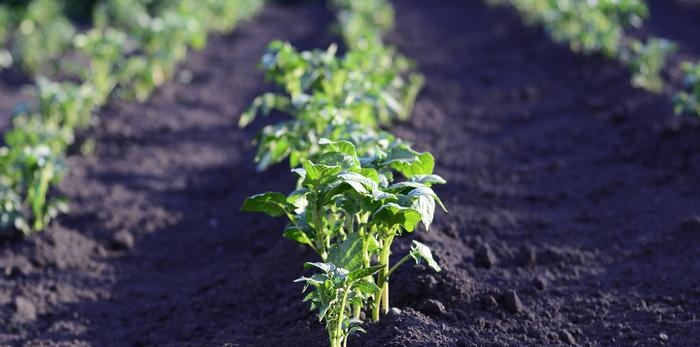 How to grow good potatoes