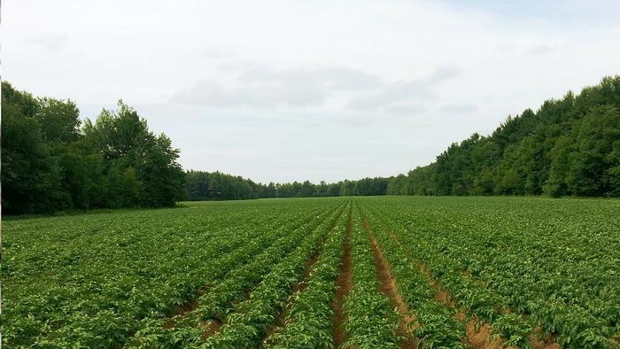 How to grow good potatoes