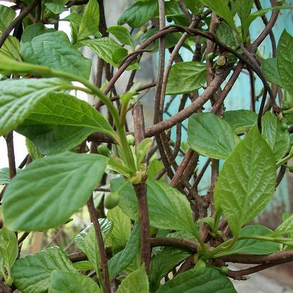 Cómo cultivar limoncillo