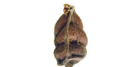 Cómo cultivar limoncillo