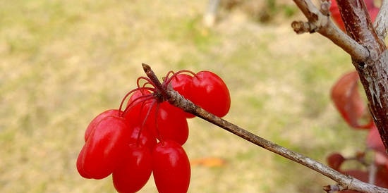 Hogyan nő a citromfű