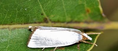 Miner moths and control measures