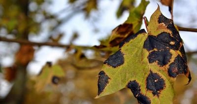 Miner moths and control measures