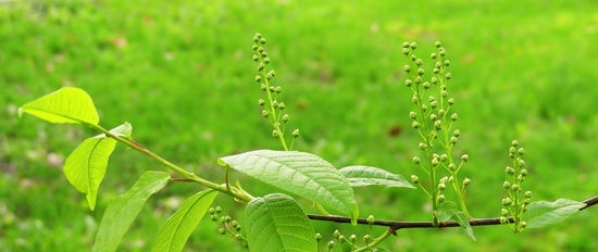 Overtreding van de rustperiode in de vegetatieve delen van de plant