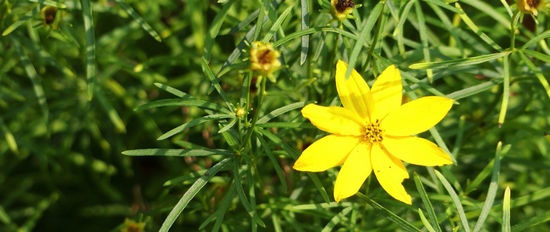 Violation of the dormant period in the vegetative parts of the plant