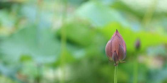 Overtreding van de rustperiode in de vegetatieve delen van de plant