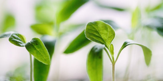 Overtreding van de rustperiode in de vegetatieve delen van de plant