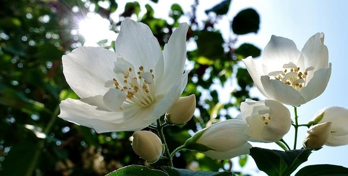 Aanleggen van heggen op de site