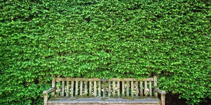 Arrangement of hedges on the site