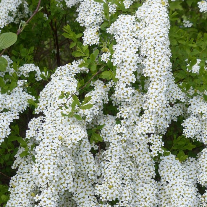 Arrangement of hedges on the site