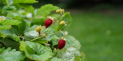 Esperienza alla fragola