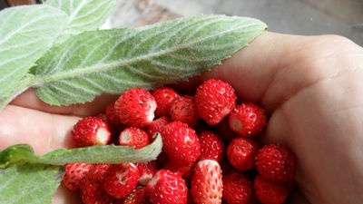 Esperienza alla fragola