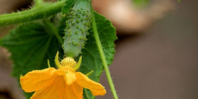 Características del cultivo de pepinos en nuestro clima.