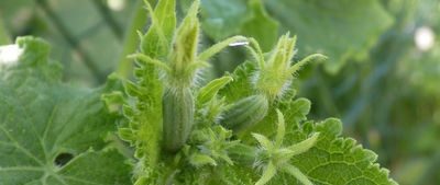 Características del cultivo de pepinos en nuestro clima.