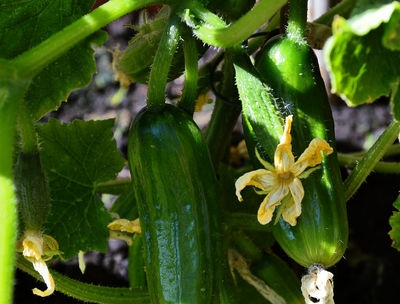 Características del cultivo de pepinos en nuestro clima.