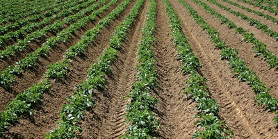 Open field vegetables