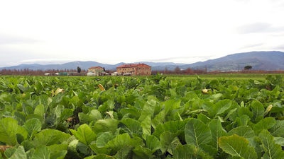 Verduras de campo abierto