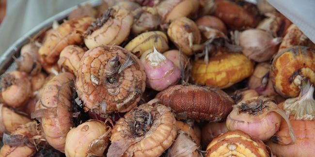 Waarom zijn gladiolenbollen ziek?