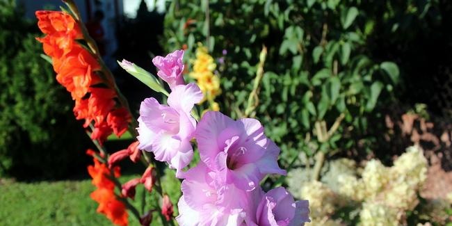 Waarom zijn gladiolenbollen ziek