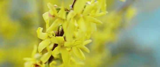 Continuous flowering garden