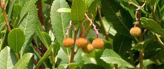 Continuous flowering garden