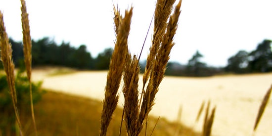 Seeds and microorganisms