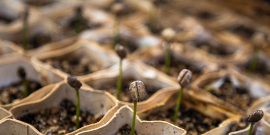 Seeds and microorganisms