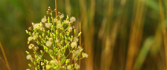 Weed grass