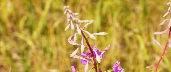 Weed grass