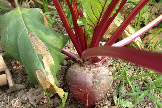 Beetroot