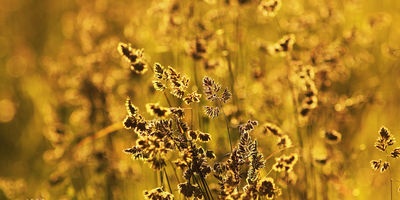 La luz como factor formativo en las plantas