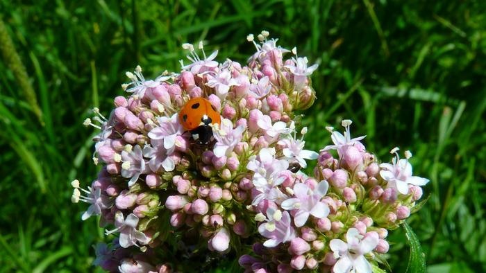 Valerian