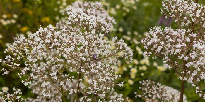 Valeriana