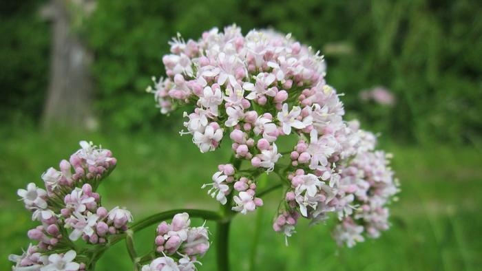 Valeriana