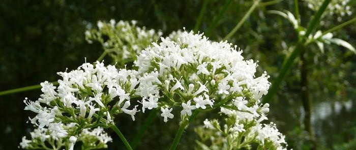 Valeriana