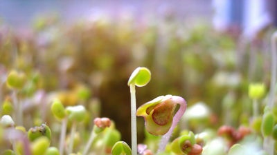 Effetto dell'età del seme sulle qualità varietali