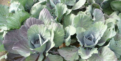 Questions of growing cabbage and cauliflower