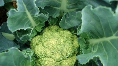 Questions of growing cabbage and cauliflower