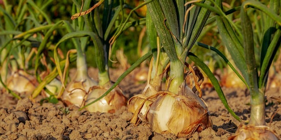 Problemas de cultivo de cebolla