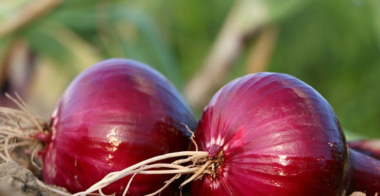 Problemas de cultivo de cebolla