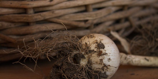 Problemas de cultivo de cebolla