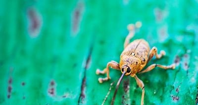 Plagas y enfermedades de las plantas