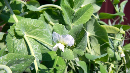 Growing legumes