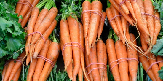 Growing carrots