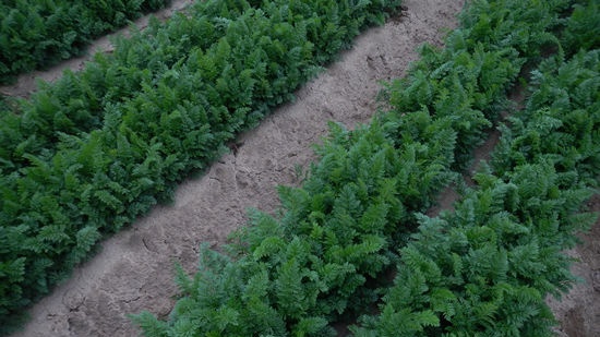 Cultivo de zanahorias