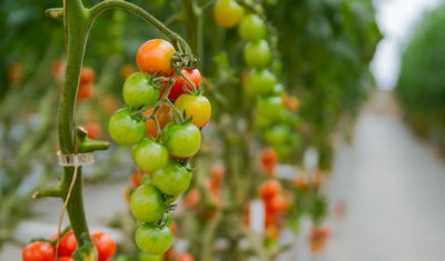 Cultivando plantas sin tierra