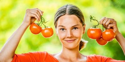 Growing tomatoes in a greenhouse