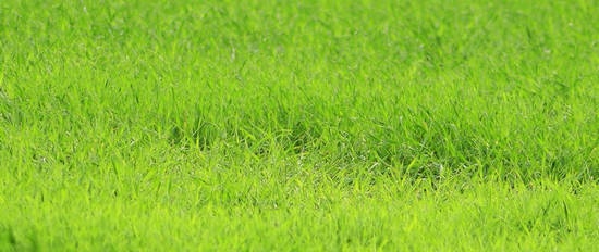 Abono verde y mantillo de césped